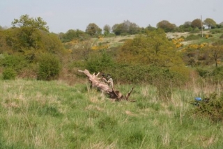  Un jugador se esconde en esta foto